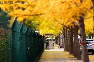 头条秋天的图片大全,捕捉季节变换的美丽瞬间